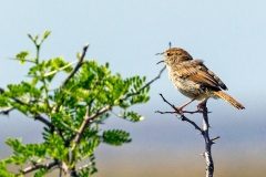 Grey-backed Cisticola [Cisticola subruficapilla jamesi]
