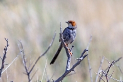 Rufous-eared Warbler [Malcorus pectoralis pectoralis]
