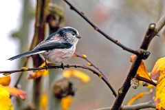 Long-tailed Tit [Aegithalos caudatus rosaceus]