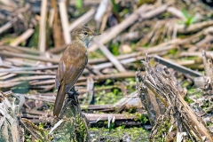 Lesser Swamp Warbler [Acrocephalus gracilirostris gracilirostris]