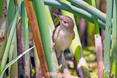 Lesser Swamp Warbler [Acrocephalus gracilirostris gracilirostris]