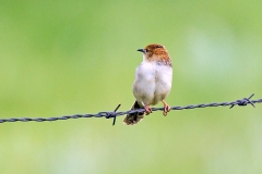 Levaillant's Cisticola [Cisticola tinniens tinniens]
