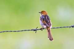 Levaillant's Cisticola [Cisticola tinniens tinniens]