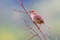Lazy Cisticola [Cisticola aberrans aberrans]
