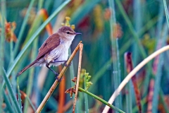 Common Reed Warbler [Acrocephalus scirpaceus baeticatus]
