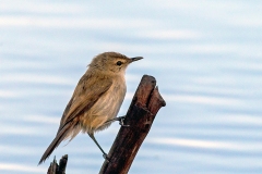 Common Reed Warbler [Acrocephalus scirpaceus baeticatus]