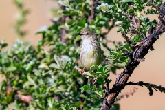 Karoo Prinia [Prinia maculosa exultans]