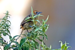 Cape Grassbird [Sphenoeacus afer natalensis]
