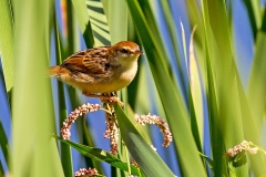 Wailing Cisticola [Cisticola lais lais]
