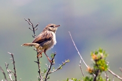 Wailing Cisticola [Cisticola lais lais]