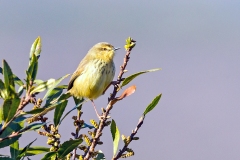 Drakensberg Prinia [Prinia hypoxantha]