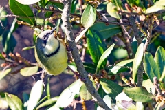 Bar-throated Apalis [Apalis thoracica spelonkensis]