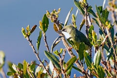 Bar-throated Apalis [Apalis thoracica spelonkensis]