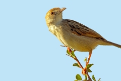 Rattling Cisticola [Cisticola chiniana chiniana]