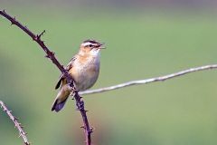 Sedge Warbler [Acrocephalus schoenobaenus]