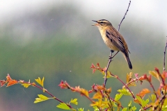 Sedge Warbler [Acrocephalus schoenobaenus]
