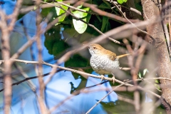 Stierling's Wren-Warbler [Calamonastes stierlingi irwini]