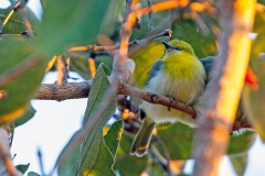 Green-capped Eremomela [Eremomela scotops pulchra]
