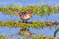 Levaillant's Cisticola [Cisticola tinniens tinniens]