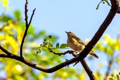 Arctic Warbler [Phylloscopus borealis]
