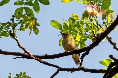 Arctic Warbler [Phylloscopus borealis]
