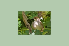 Chubb's Cisticola [Cisticola chubbi chubbi]