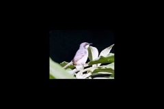 White-chinned Prinia [Schistolais leucopogon reichenowi]