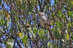 Karoo Prinia [Prinia maculosa maculosa]