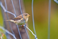 Common Chiffchaff [Phylloscopus collybita collybita]