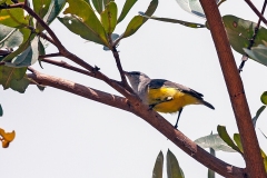Yellow-bellied Eremomela [Eremomela icteropygialis polioxantha]