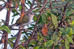 Bleating Camaroptera [Camaroptera brachyura constans]