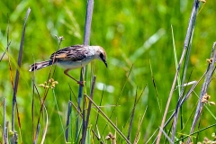 Chirping Cisticola [Cisticola pipiens arundicola]