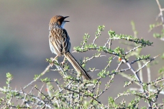 Rufous-eared Warbler [Malcorus pectoralis pectoralis]