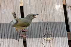 Bleating Camaroptera [Camaroptera brachyura sharpei]