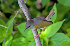 Bleating Camaroptera [Camaroptera brachyura sharpei]