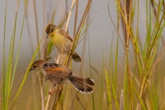 Zitting Cisticola [Cisticola juncidis terrestris]