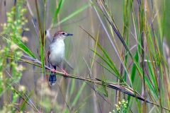 Zitting Cisticola [Cisticola juncidis terrestris]