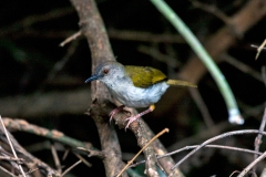 Bleating Camaroptera [Camaroptera brachyura constans]