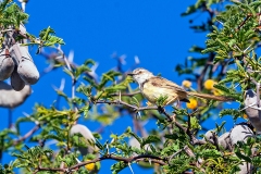 Black-chested Prinia [Prinia flavicans nubilosa]
