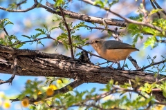 Long-billed Crombec [Sylvietta rufescens rufescens]