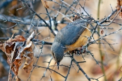 Long-billed Crombec [Sylvietta rufescens pallida]