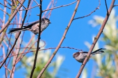 Long-tailed Tit [Aegithalos caudatus rosaceus]