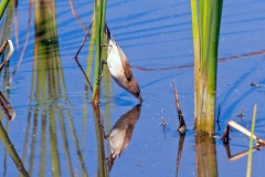 Lesser Swamp Warbler [Acrocephalus gracilirostris gracilirostris]