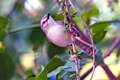 Tawny-flanked Prinia [Prinia subflava affinis]