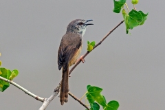 Tawny-flanked Prinia [Prinia subflava affinis]