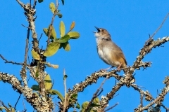 Trilling Cisticola [Cisticola woosnami lufira]