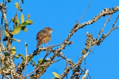 Trilling Cisticola [Cisticola woosnami lufira]