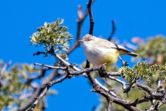 Yellow-bellied Eremomela [Eremomela icteropygialis polioxantha]