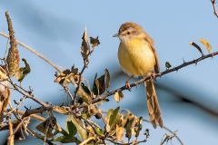 Black-chested Prinia [Prinia flavicans nubilosa]