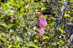 Red-faced Cisticola [Cisticola erythrops nyasa]